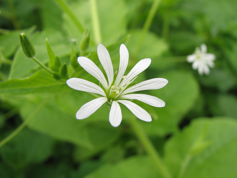 Image of Stellaria nemorum specimen.