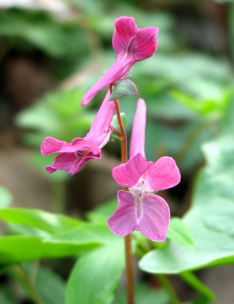 Image of Corydalis caucasica specimen.