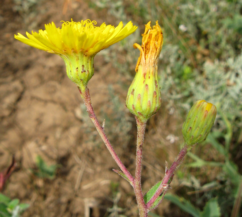 Image of genus Hieracium specimen.