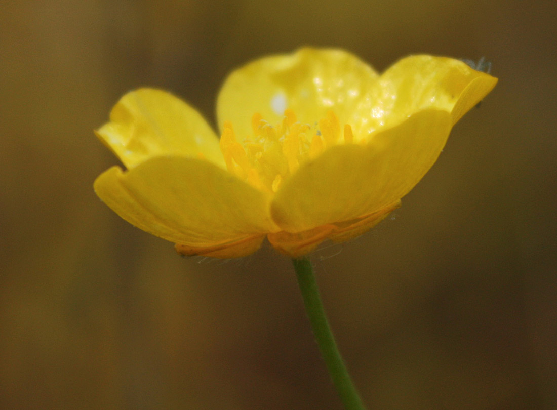 Image of Ranunculus propinquus specimen.