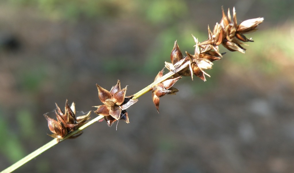 Изображение особи род Carex.