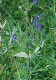 Aconitum baicalense. Средняя часть побега с соцветиями. Иркутская обл., озеро Байкал, окр. пос. Листвянка. 26.07.2011.