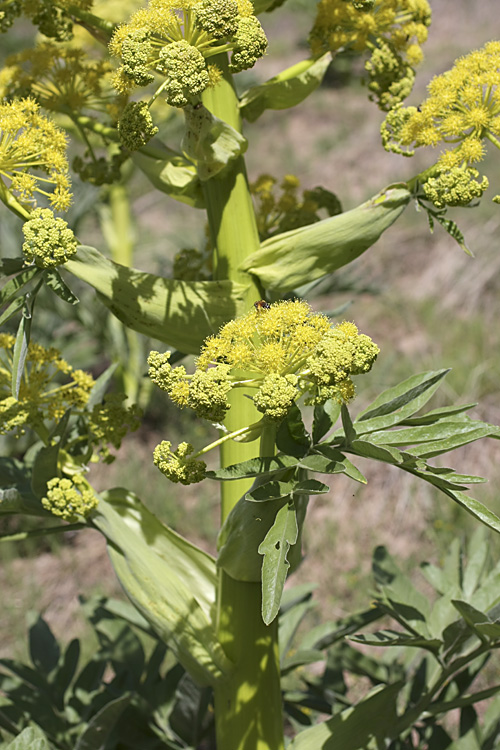 Изображение особи род Ferula.