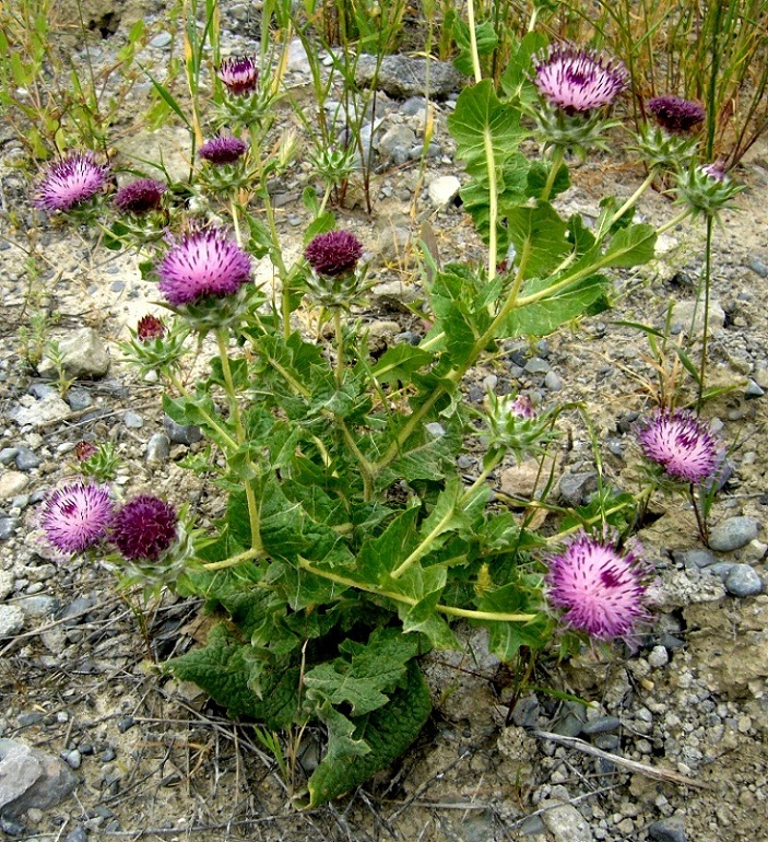 Изображение особи Cousinia microcarpa.