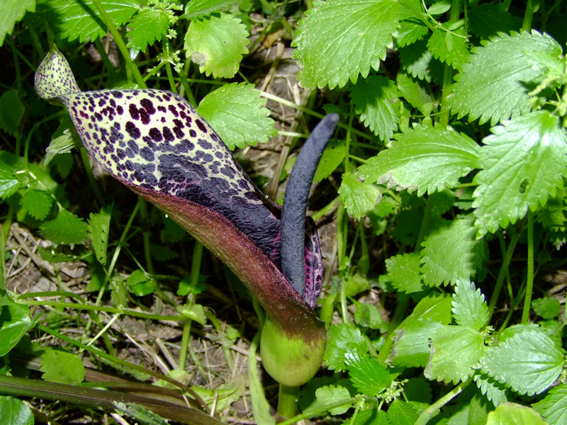 Image of Arum dioscoridis specimen.