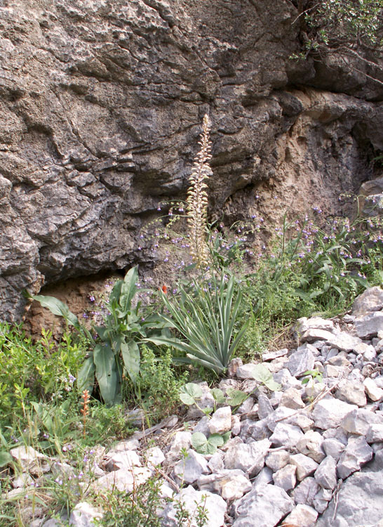 Image of Eremurus comosus specimen.