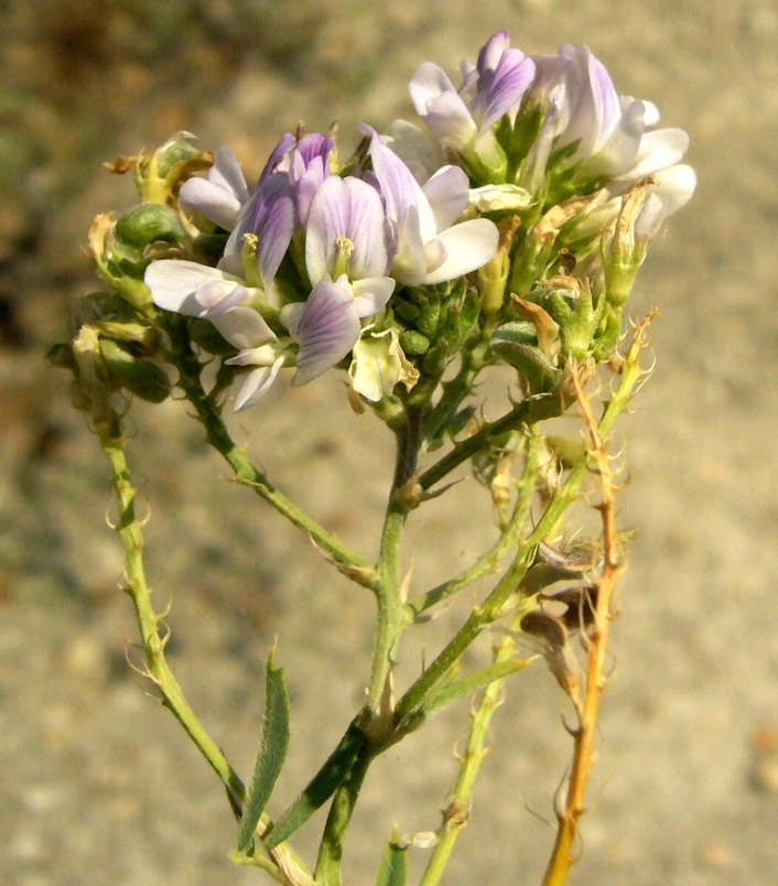 Image of Medicago transoxana specimen.