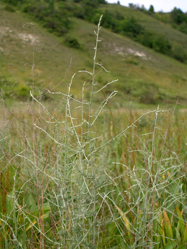 Изображение особи Artemisia santonicum.