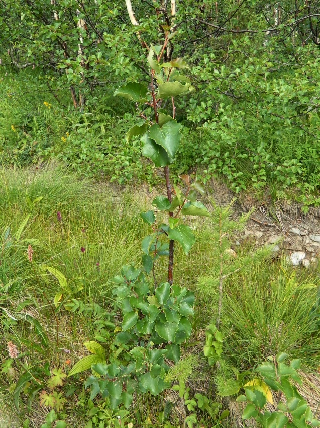 Image of genus Betula specimen.