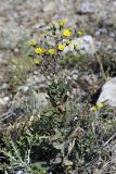 Hieracium virosum