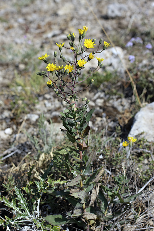 Изображение особи Hieracium virosum.