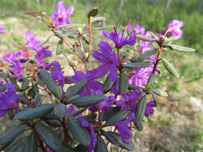 Image of Rhododendron parvifolium specimen.