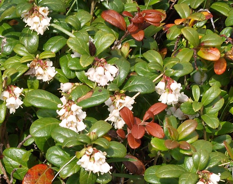 Image of Vaccinium vitis-idaea specimen.