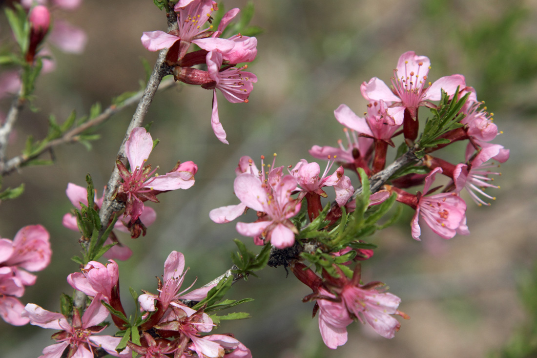 Изображение особи Amygdalus petunnikowii.