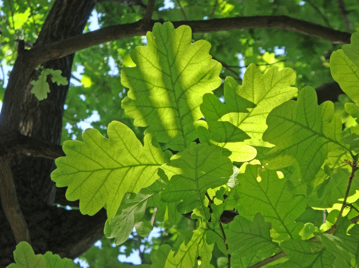 Image of Quercus robur specimen.