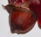 Erythrina crista-galli. Чашечка цветка. Израиль, Шарон, г. Герцлия, в культуре. 29.05.2012.