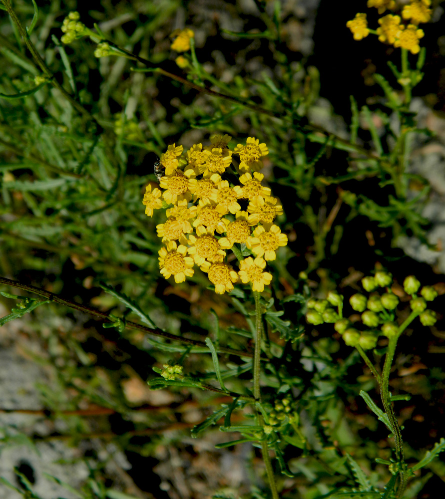 Image of Achillea glaberrima specimen.