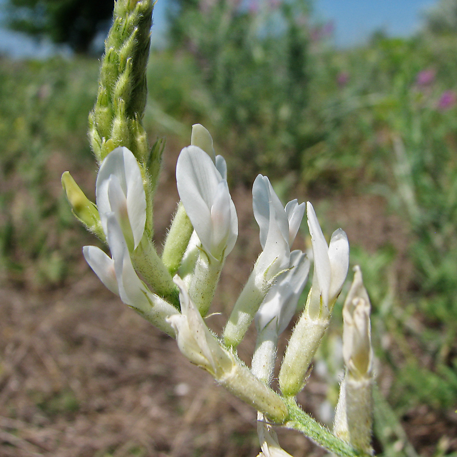 Image of Astragalus varius specimen.