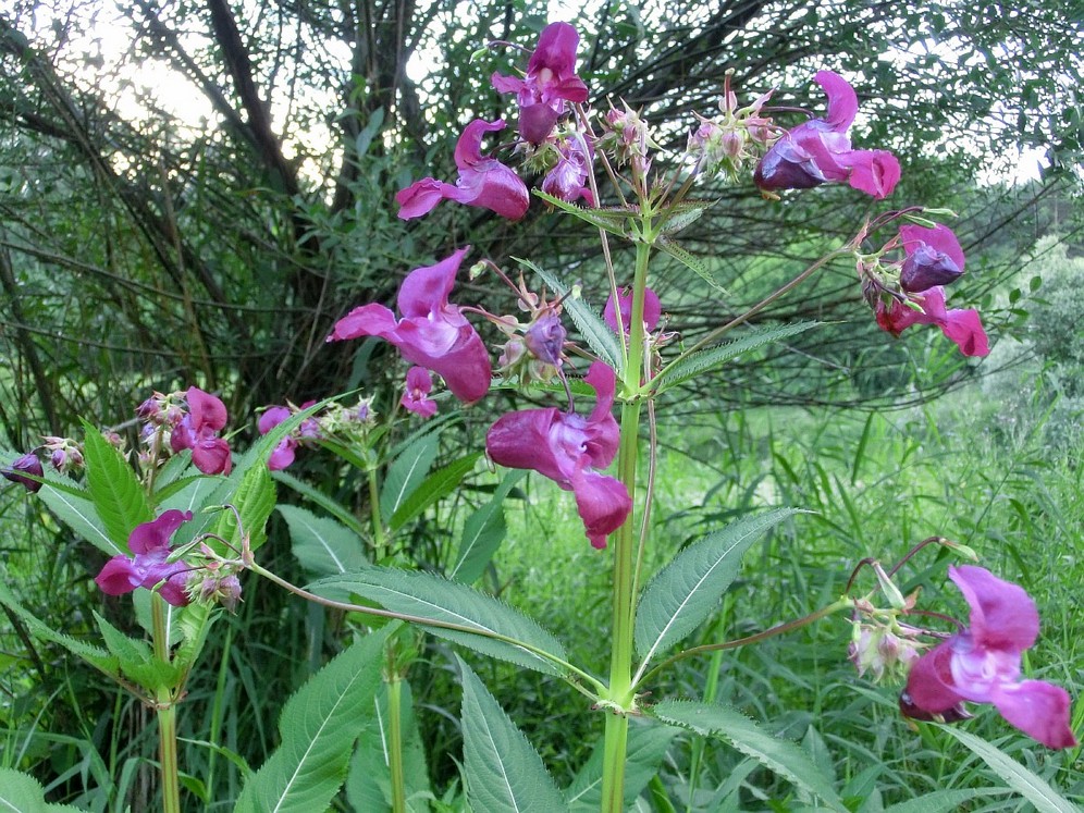 Image of Impatiens glandulifera specimen.