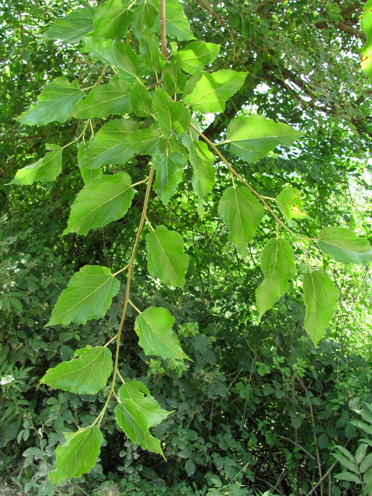 Image of Morus alba specimen.