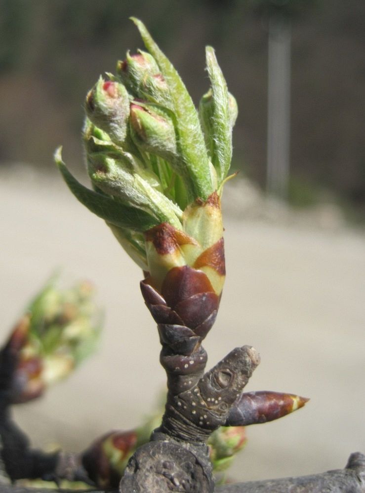 Image of Malus orientalis specimen.