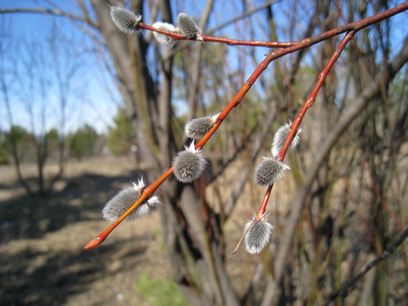 Image of Salix acutifolia specimen.