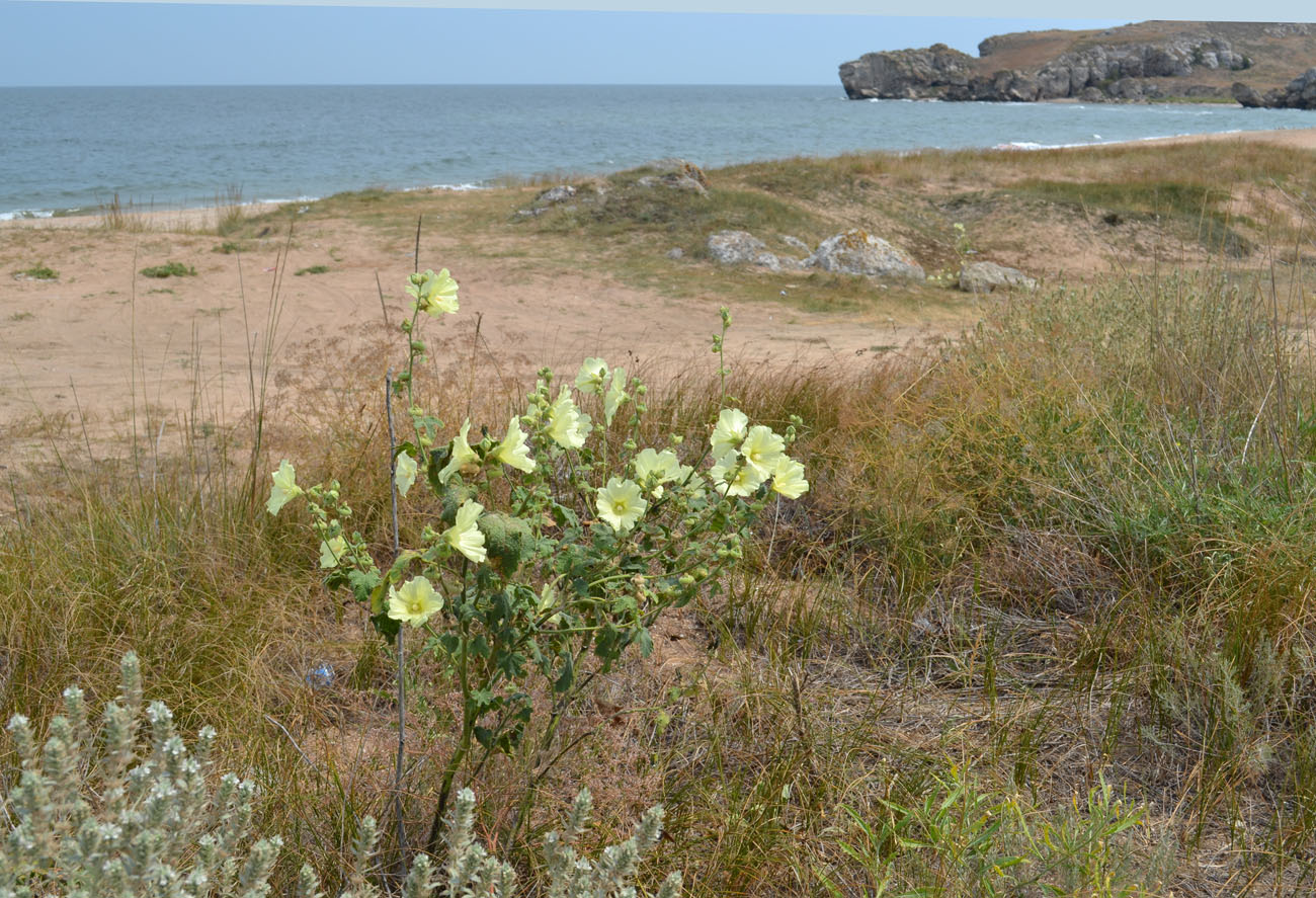 Image of Alcea rugosa specimen.