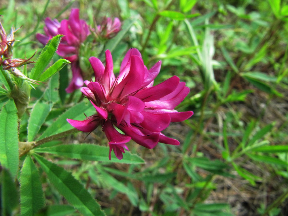 Image of Trifolium lupinaster specimen.