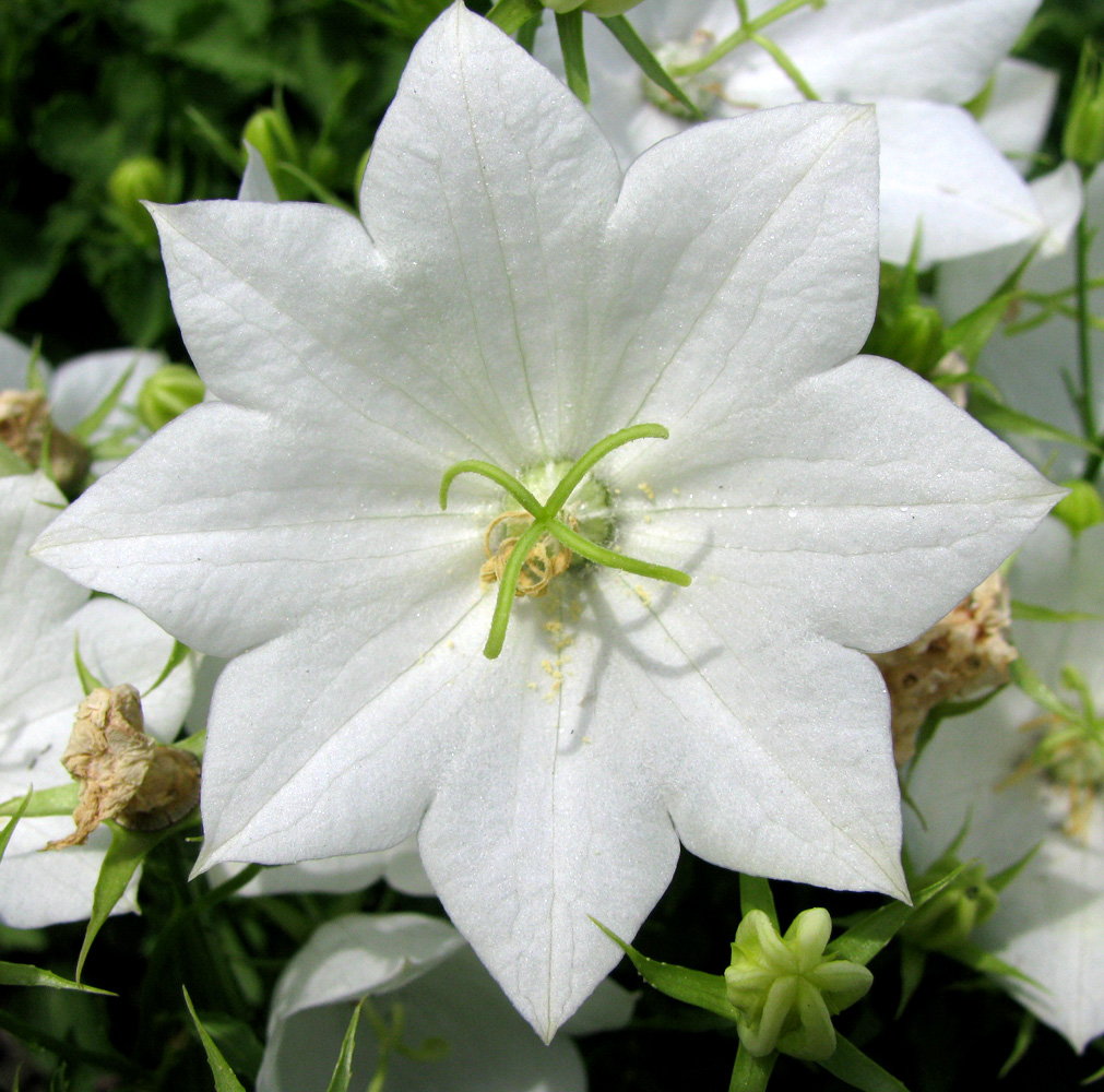 Image of Campanula carpatica specimen.