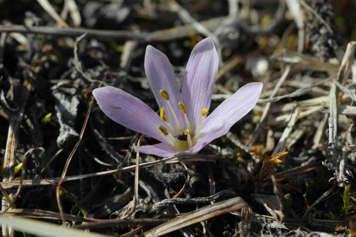 Image of Merendera trigyna specimen.