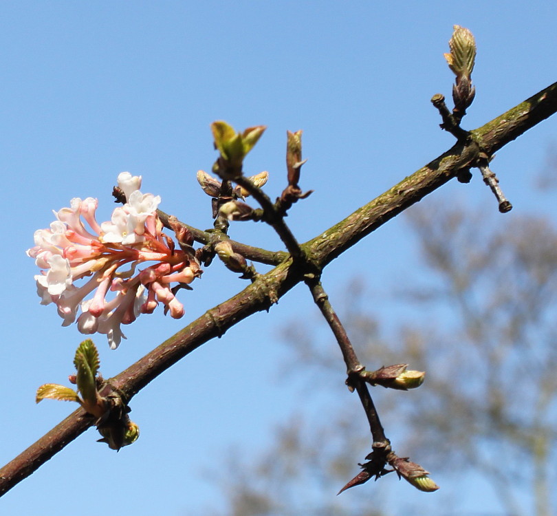 Image of Viburnum farreri specimen.