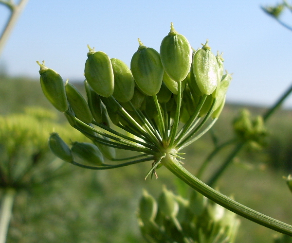 Изображение особи Heracleum sibiricum.