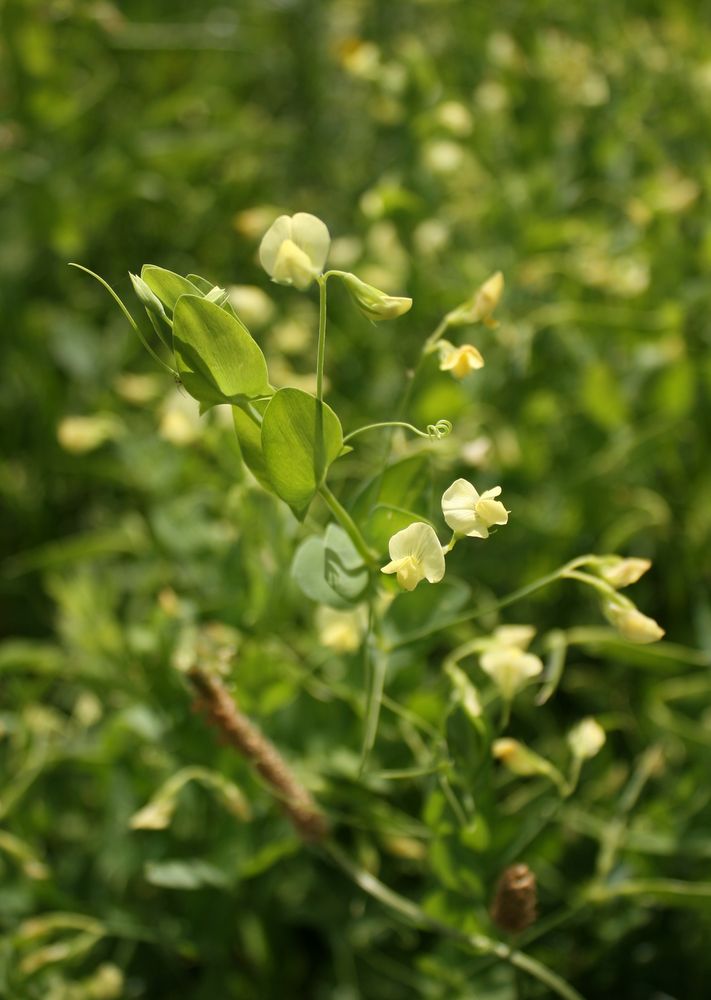 Изображение особи Lathyrus aphaca.