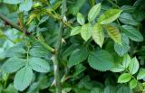 Rosa stylosa. Часть ветки. Германия, г. Krefeld, Ботанический сад. 02.06.2013.