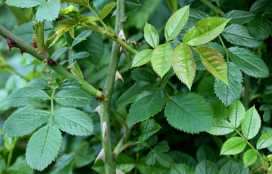 Image of Rosa stylosa specimen.