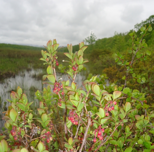 Image of Vaccinium uliginosum specimen.