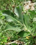 Salix recurvigemmata. Побег. Архангельская обл., Холмогорский р-н, окр. пос. Усть-Пинега, обрыв р. Пинега, на обнажении горной породы. 15.07.2013.