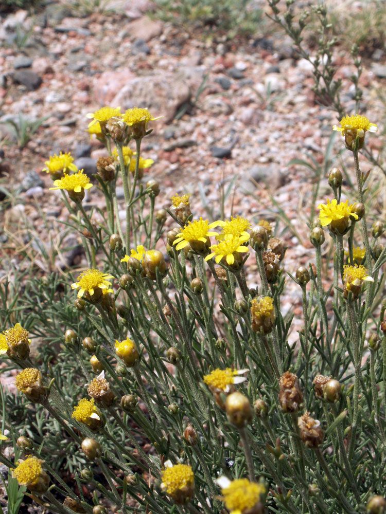 Image of Brachanthemum kirghisorum specimen.