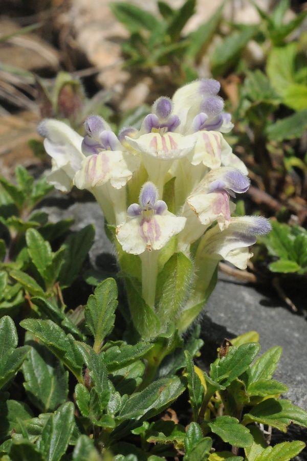 Изображение особи Scutellaria oligodonta.