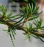 Cedrus atlantica. Часть веточки. Крым, г. Ялта, сквер. Сентябрь 2013 г.