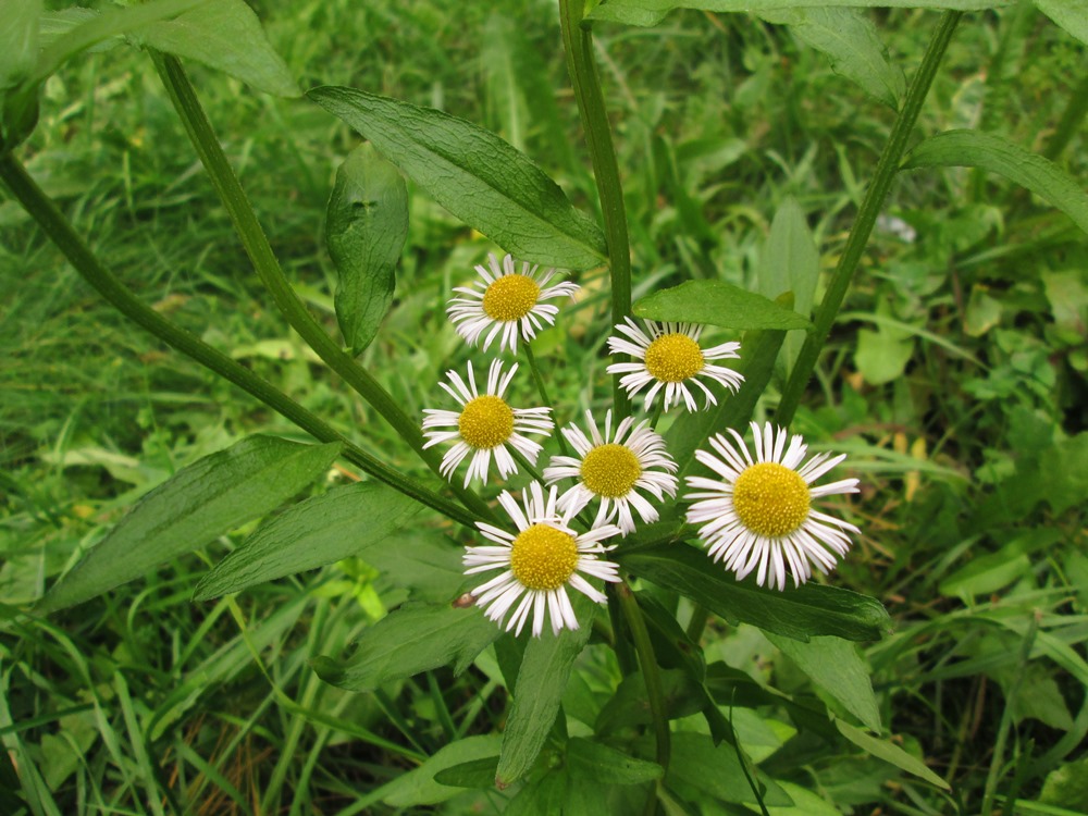 Изображение особи Erigeron annuus.