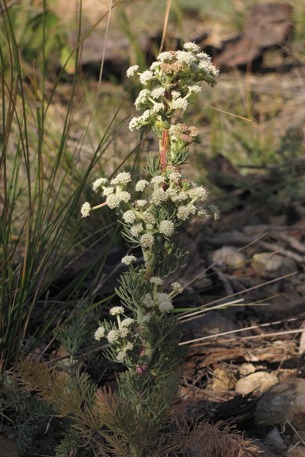 Image of Seseli dichotomum specimen.