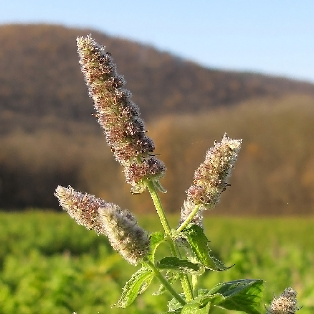 Image of Mentha longifolia specimen.