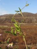 Vicia biennis. Веточка с соцветиями. Краснодарский край, Крымский р-н, Неберджаевское вдхр, берег высохшего водоёма. 23.11.2013.