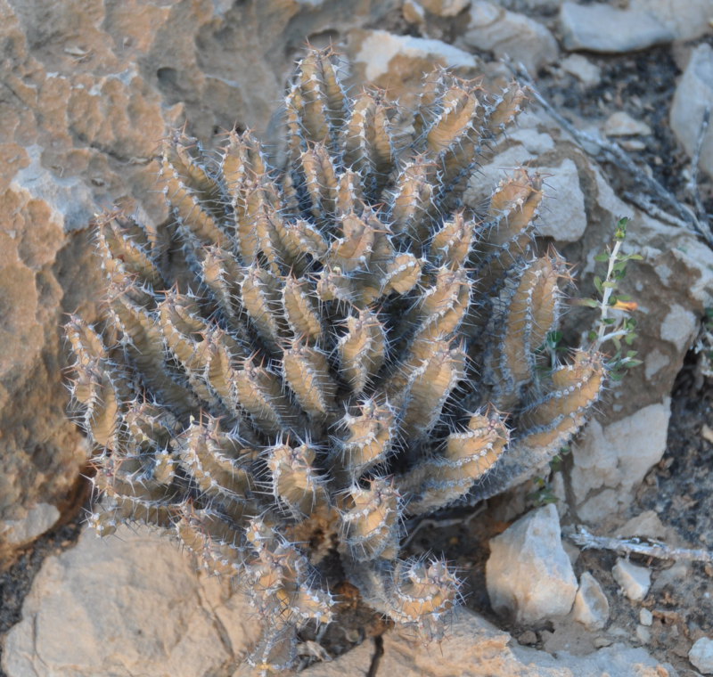 Изображение особи Euphorbia spiralis.