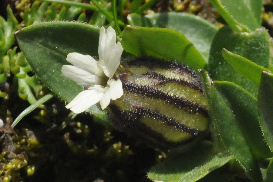 Image of Gastrolychnis gonosperma specimen.