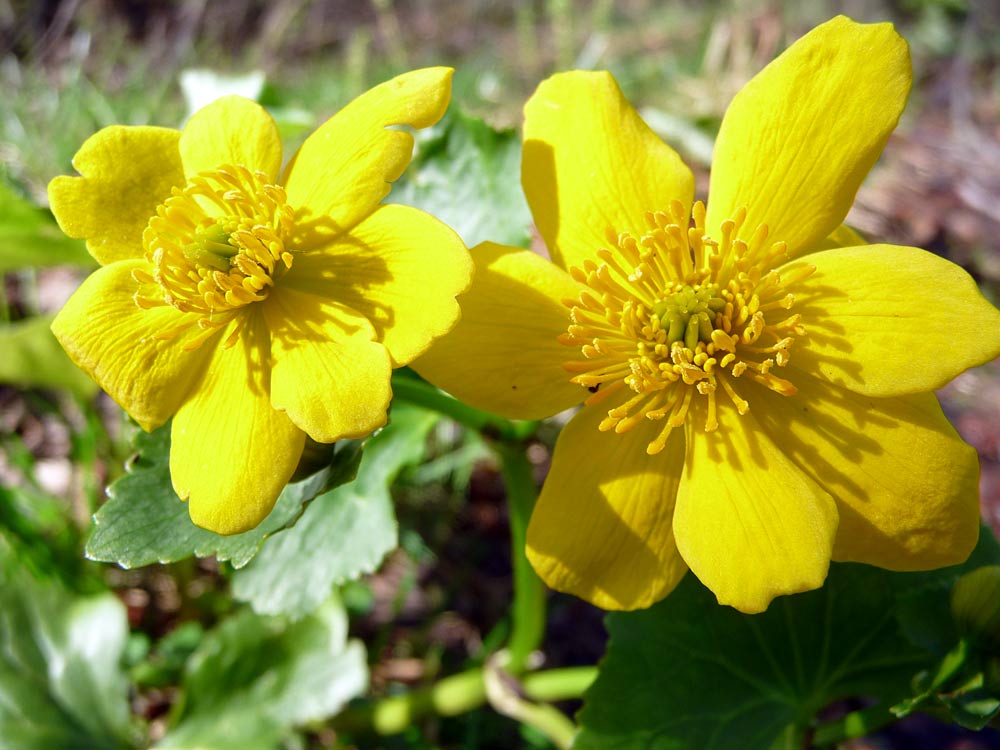 Image of Caltha palustris specimen.