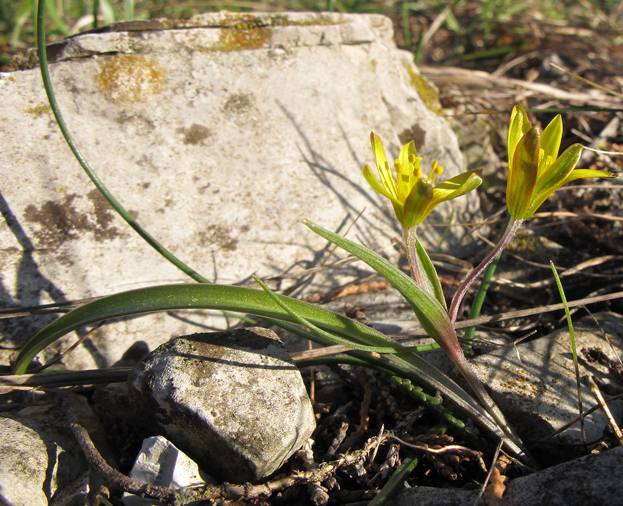 Image of Gagea germainae specimen.