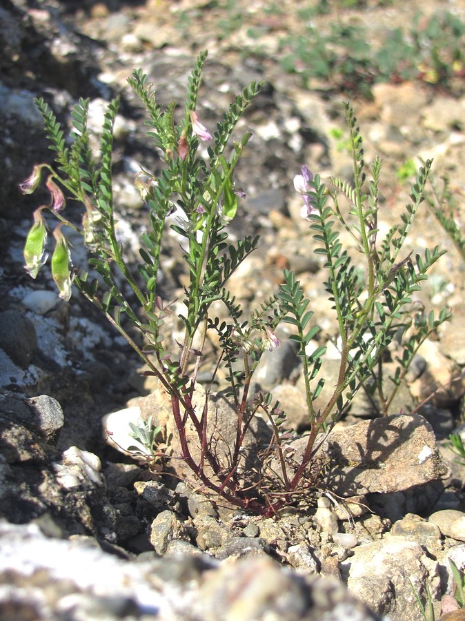 Image of Vicia ervilia specimen.