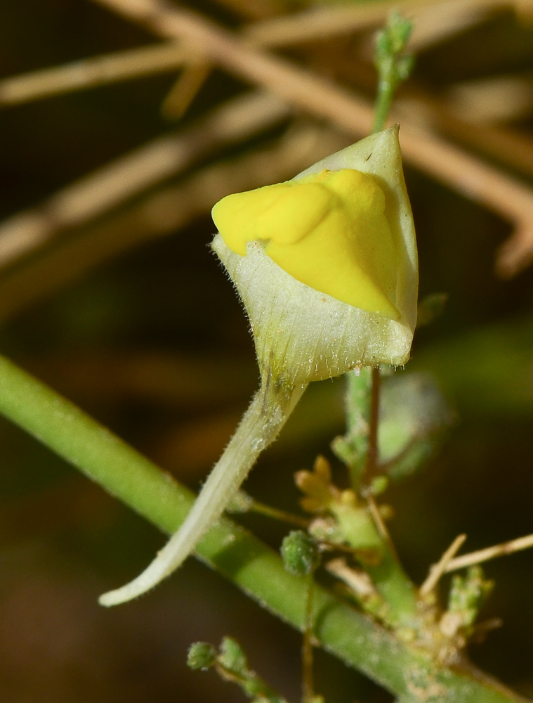 Image of Kickxia scoparia specimen.